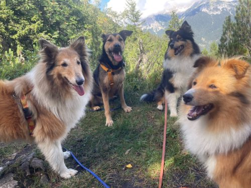 tirol tour hunde