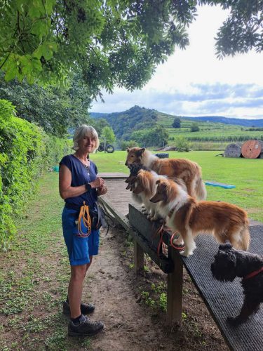 training shelties