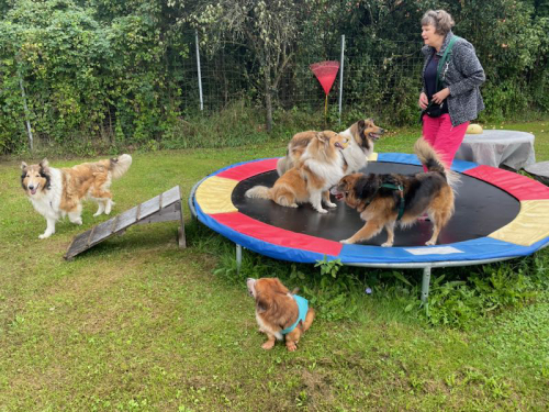trampolin hundeplatz