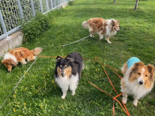 vetmed spaziergang